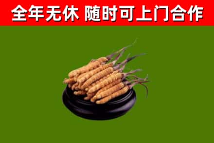 永昌县回收散虫草