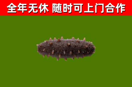 永昌县回收海参干